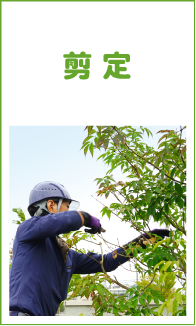 剪定